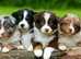 American Hairless Terriers  puppies require a new home to shift