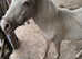 Cremello pony