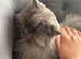 Rehome 2yr old cat and 6yr old cat