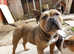 American pocket bully