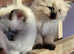 Maine Coons/Siberian kittens