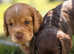 Stunning Working Cocker Spaniel Pups