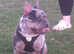 Male french buldog Merle 18 month old