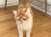 GCCF registered British Shorthair and Longhair Chocolate and Black Golden kittens