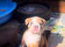 Olde English Bulldog Female pups