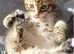 Ready to leave now stunning kittens