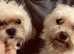 Gorgeous Maltese pups
