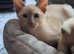 Siamese x Tonkinese Female kitten ready now