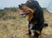 Gordon Setter seeking a new family