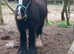 Gelding and a mare