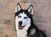 siberian husky