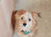 One lovely pup male needs home