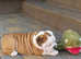 Gorgeous FCI Registered English Bulldog Puppy from Championship Bloodline