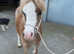 Beautiful section A filly