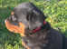 Stunning litter of Rottweilers