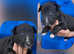 Outstanding KC English Bull Terrier puppies