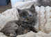 Maine coon ragdoll kittens