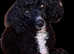 One Miniature girl poodle left