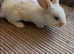 Litter of 5 beautiful mixed breed giant bunnies