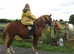 Horses  On Loan  Welsh Cobs
