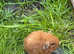 Gorgeous Guinea Pigs for Sale - Boars & Sows, Under 1 Year Old