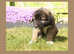 Beautiful Caucasian shepherd x puppies