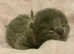 BEAUTIFUL BSH KITTENS  (RARE ALL BLACK KITTENS WITH BLACK NOSE AND PAW PADS)