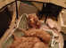 KC Red Toy poodle puppies