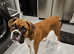 Gorgeous 7 month old Boxer For Sale