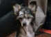 Chinese crested  boy