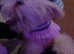 2 puppy poodles mixed breed  for sale 6 months sisters