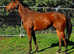 Stunning 16.0 / 16.1 Blank canvas 4year old