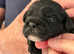 Peekapoo stunning puppies