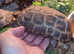 Speke's hinge back tortoise