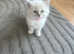 Beautiful pure bred ragdoll kitten litter