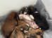 Lhasa Apso Cross Puppies
