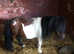 Miniature Shetland stallion