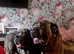 Quality assured, historical bloodline Cane Corso puppies