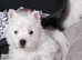 West Highland Terrier puppies ready now