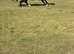 Welsh section C gelding.
