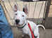 English bull terrier X