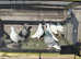 Pigeons forsale