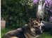 Stunning German Shepard x Collie one dog left