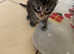 Pedigree xl size Maine coon kittens