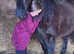 Companion pony