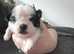 Kc registered pugs ready bank Holiday May 31st