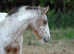 Red leopard Appaloosa colt