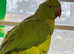 Baby green ringnick parrot