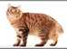 American Curl needs a new home to shift