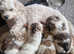 Adorable Maltese x Pekingese Puppies Looking for Their Forever Homes!